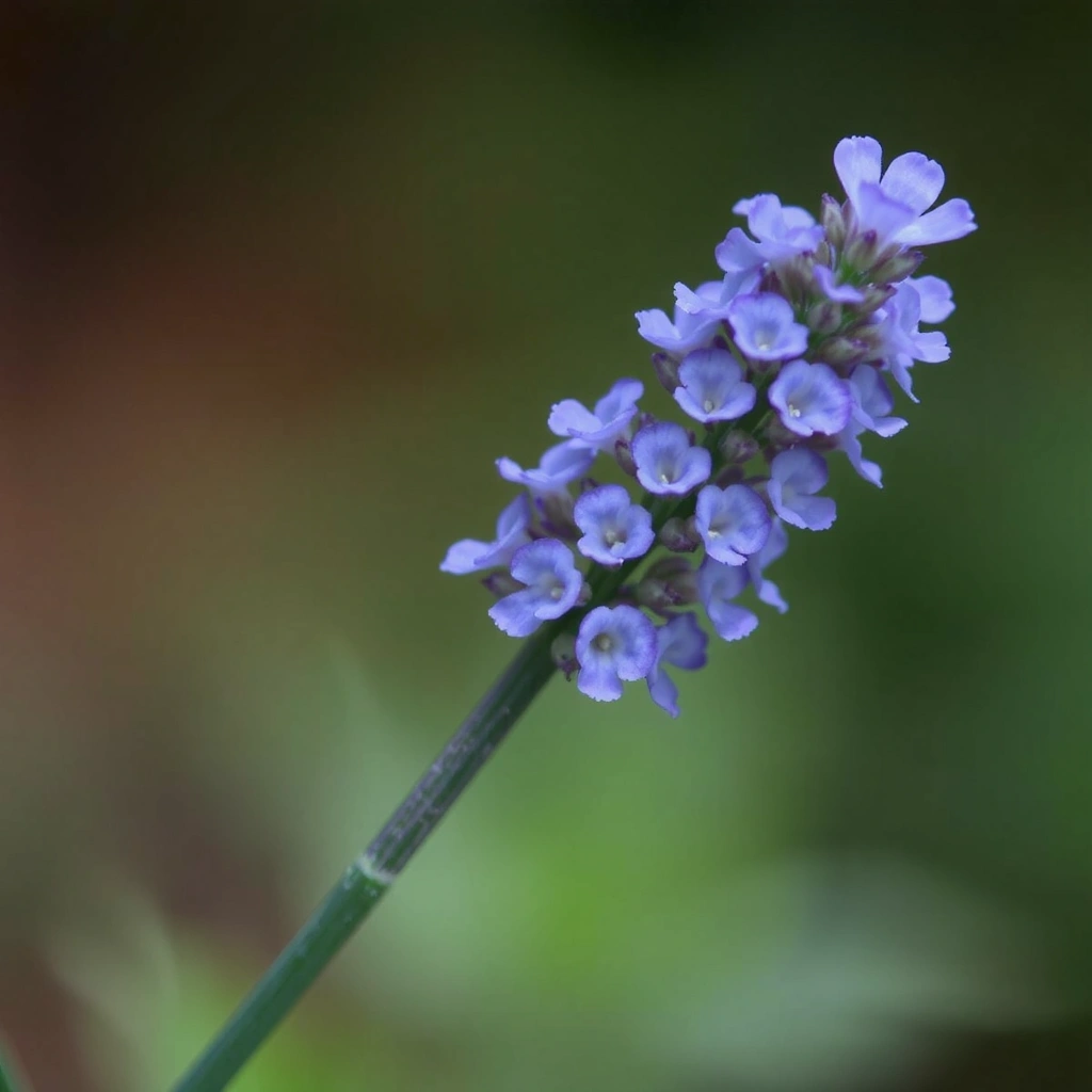 Lavender flower icon